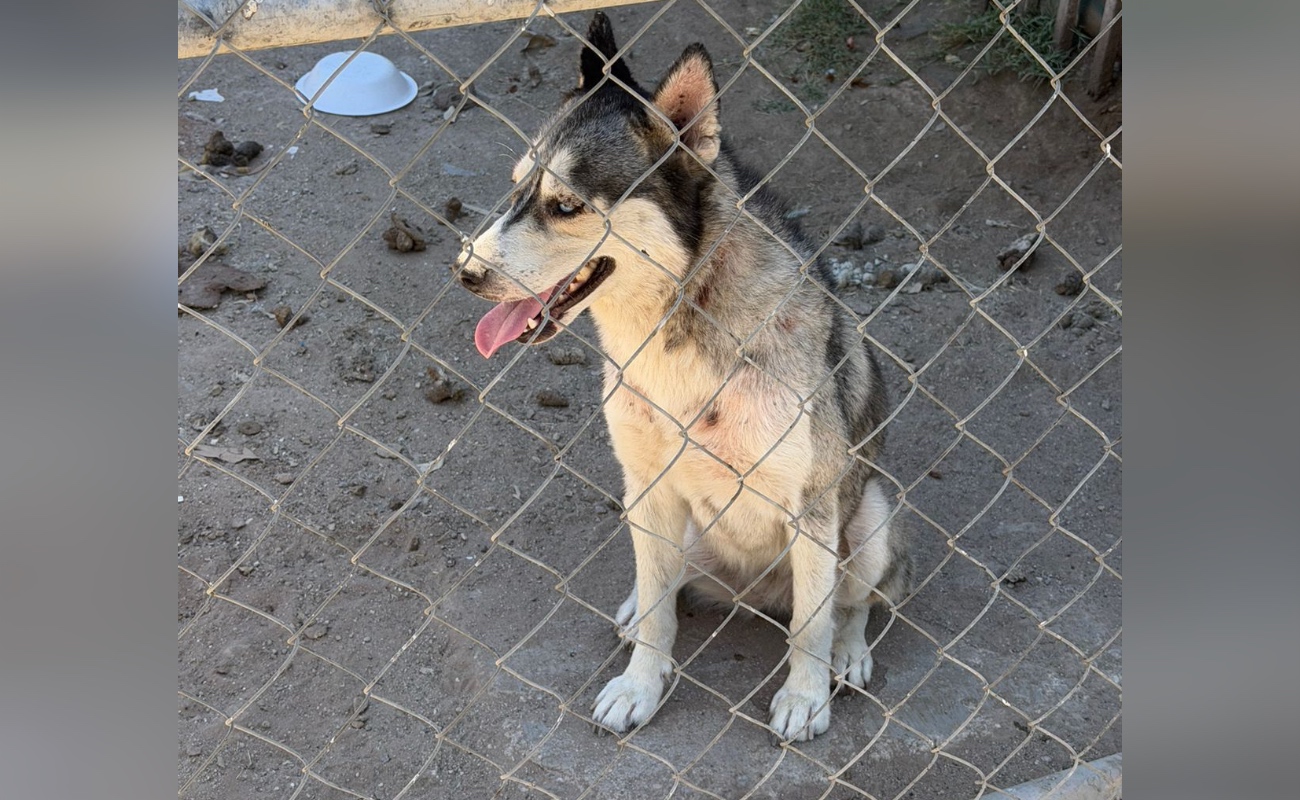 Rescata Fiscalía a Husky presuntamente víctima de maltrato animal