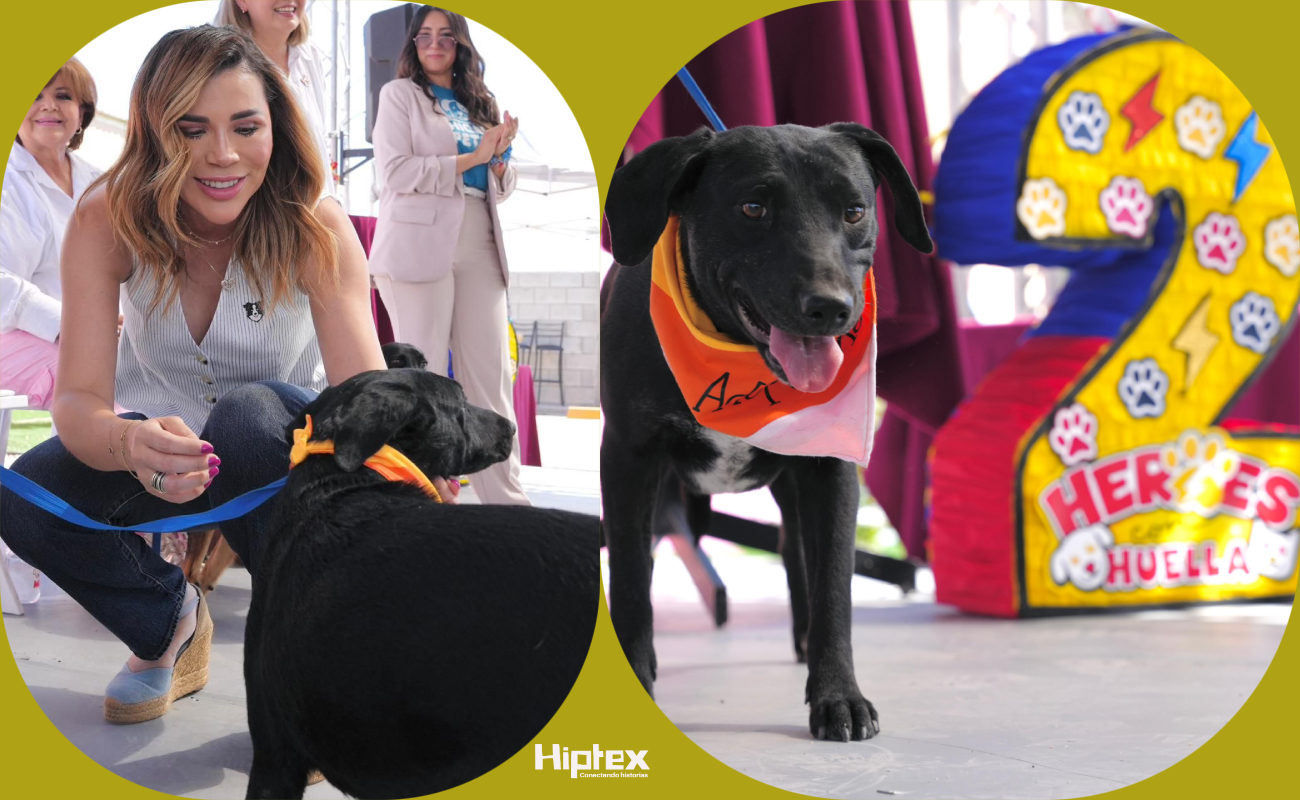 Es ejemplo nacional de protección a los perros y gatos.