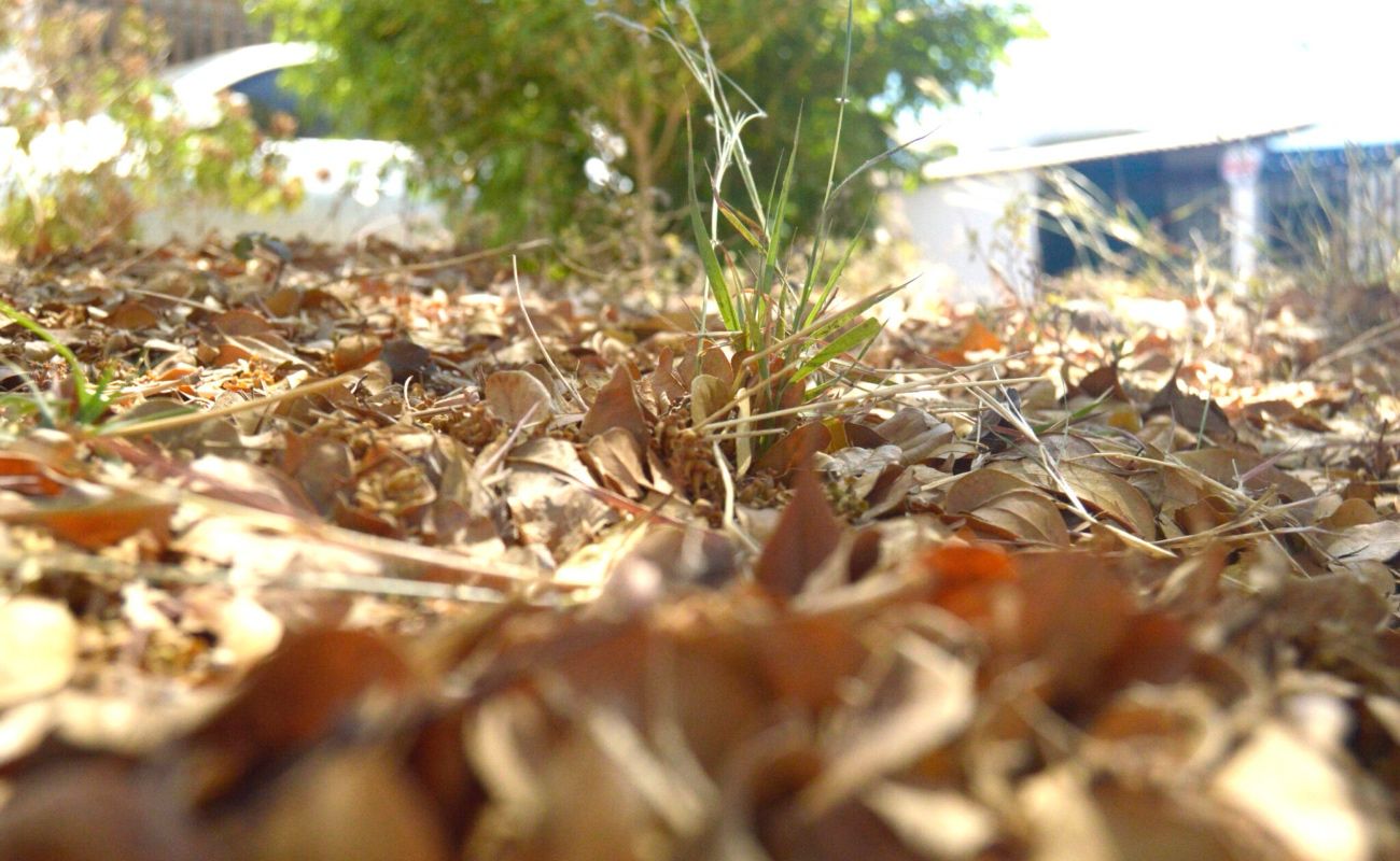 Vital una mejor conservación del suelo, que es el soporte de toda la vida: CIGAMEX