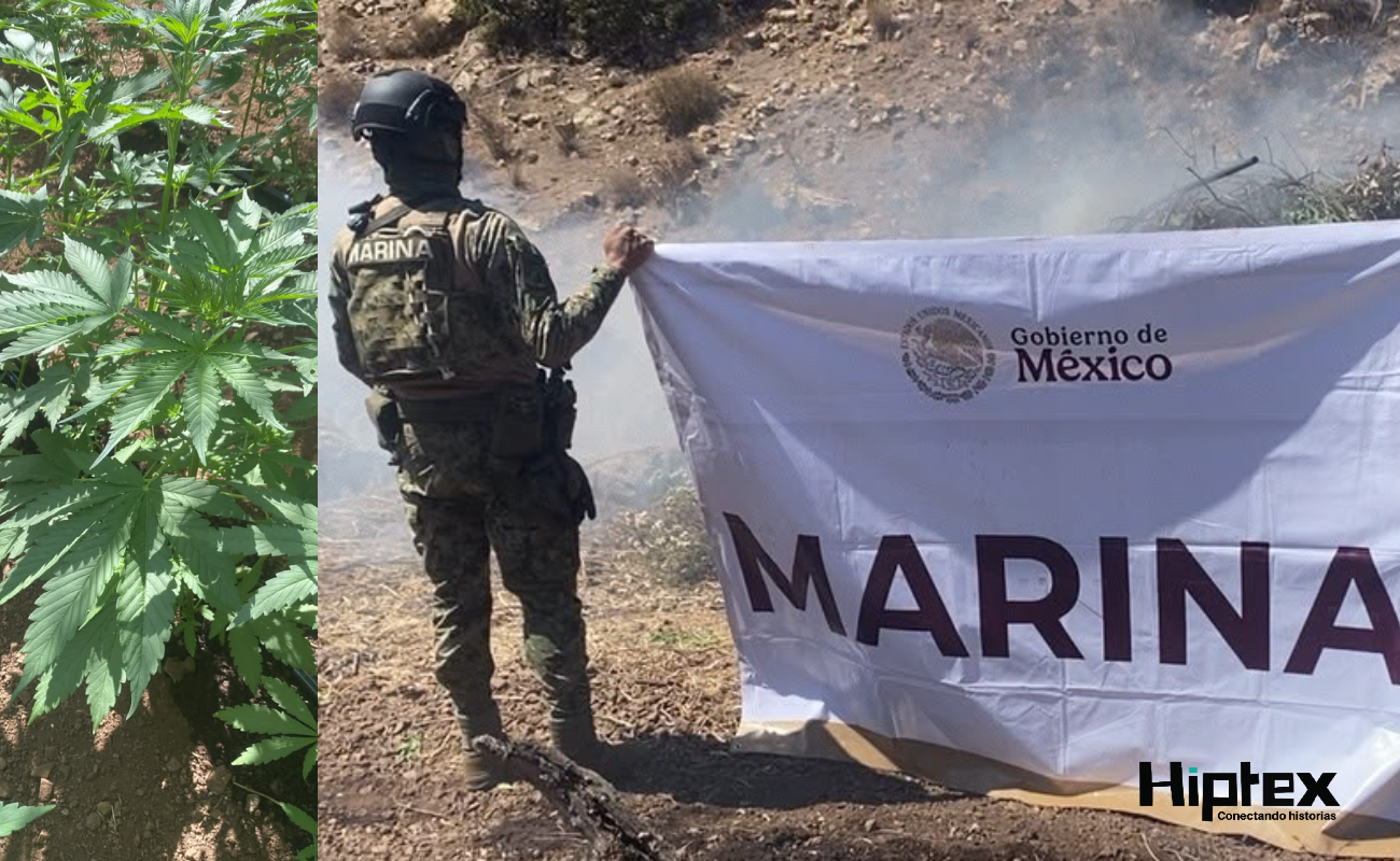 De acuerdo con la Marina-Armada, las plantas pesaban 44.5 toneladas.