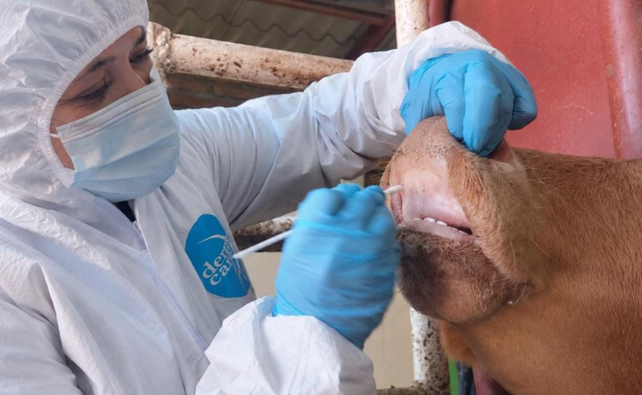 Muestras de laboratorio descartan la presencia de alguna enfermedad exótica de alto impacto para el sector pecuario.