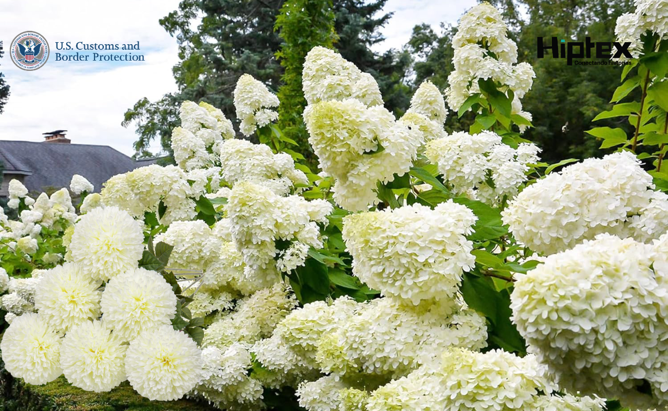 Los especialistas en agricultura de CBP garantizan que los ramos de flores de San Valentín no contengan plagas ni enfermedades.