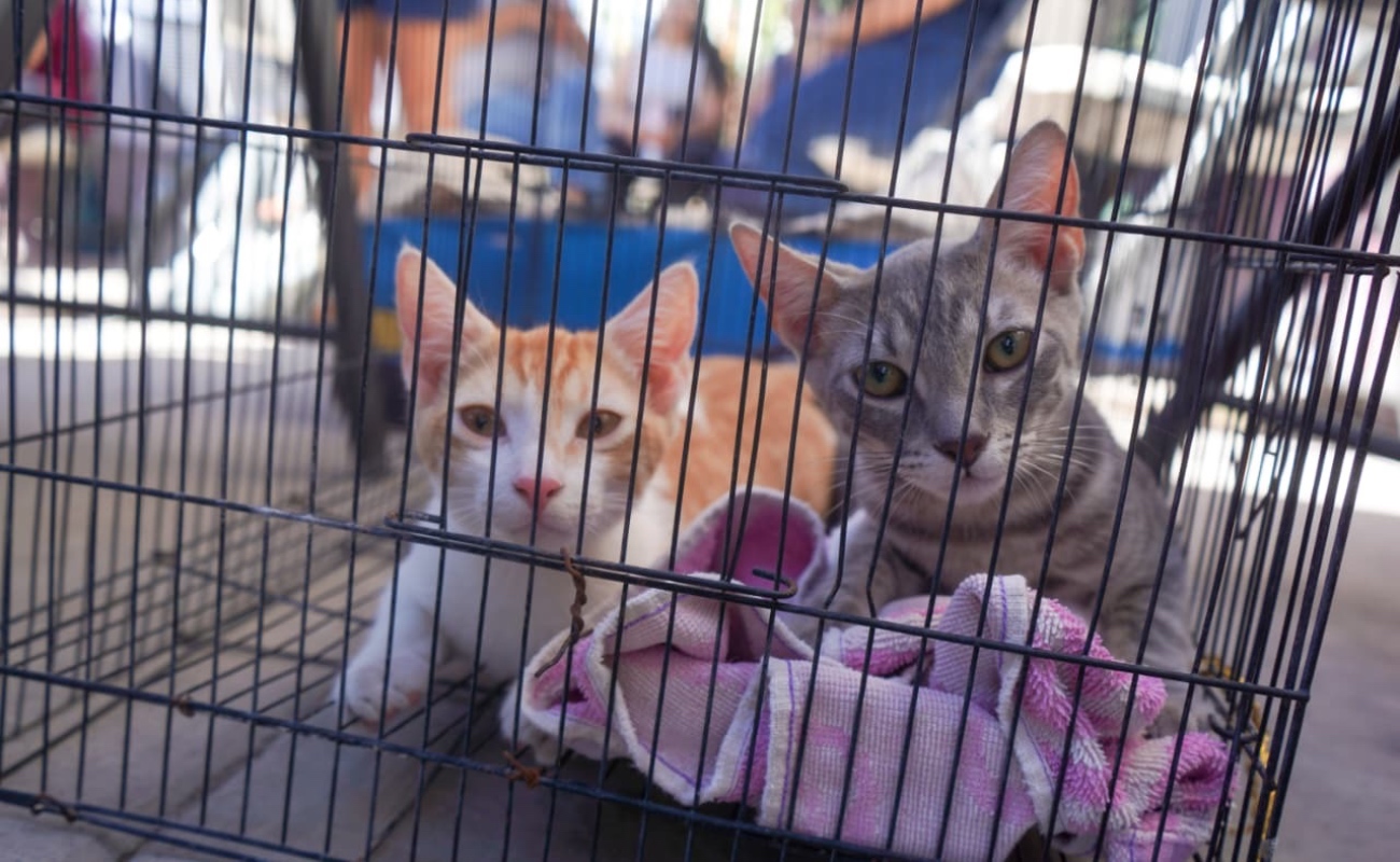 Suma BC más de 17 mil esterilizaciones de mascotas en lo que va del año