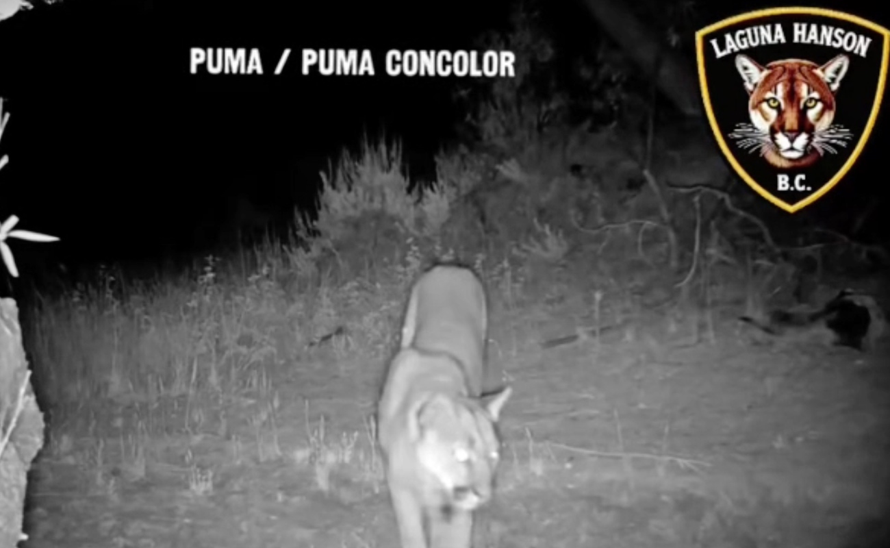 Captan un puma en Sierra de Juárez, con cámara trampa
