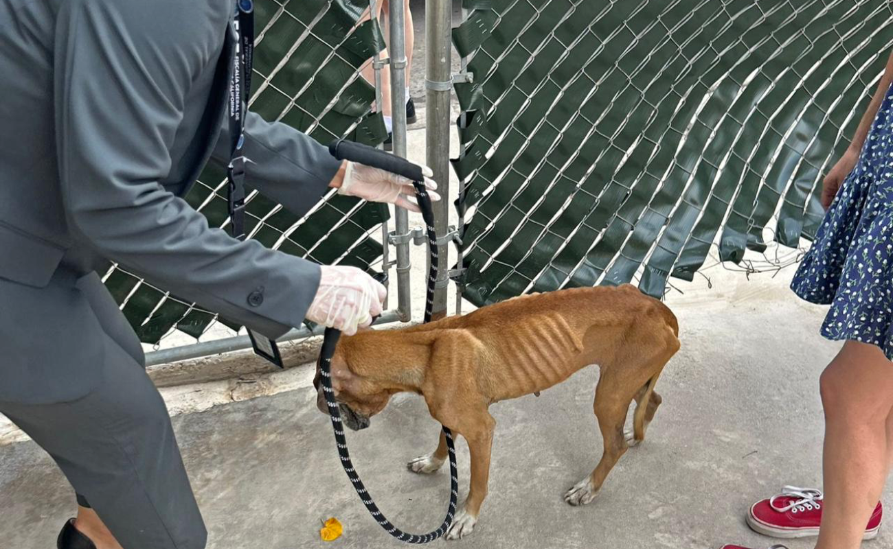 Rescatan a perro víctima de maltrato