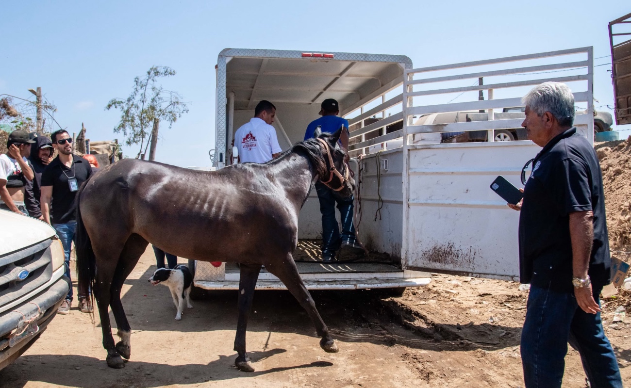 Incumplen con lineamientos obligatorios para el manejo del establo.