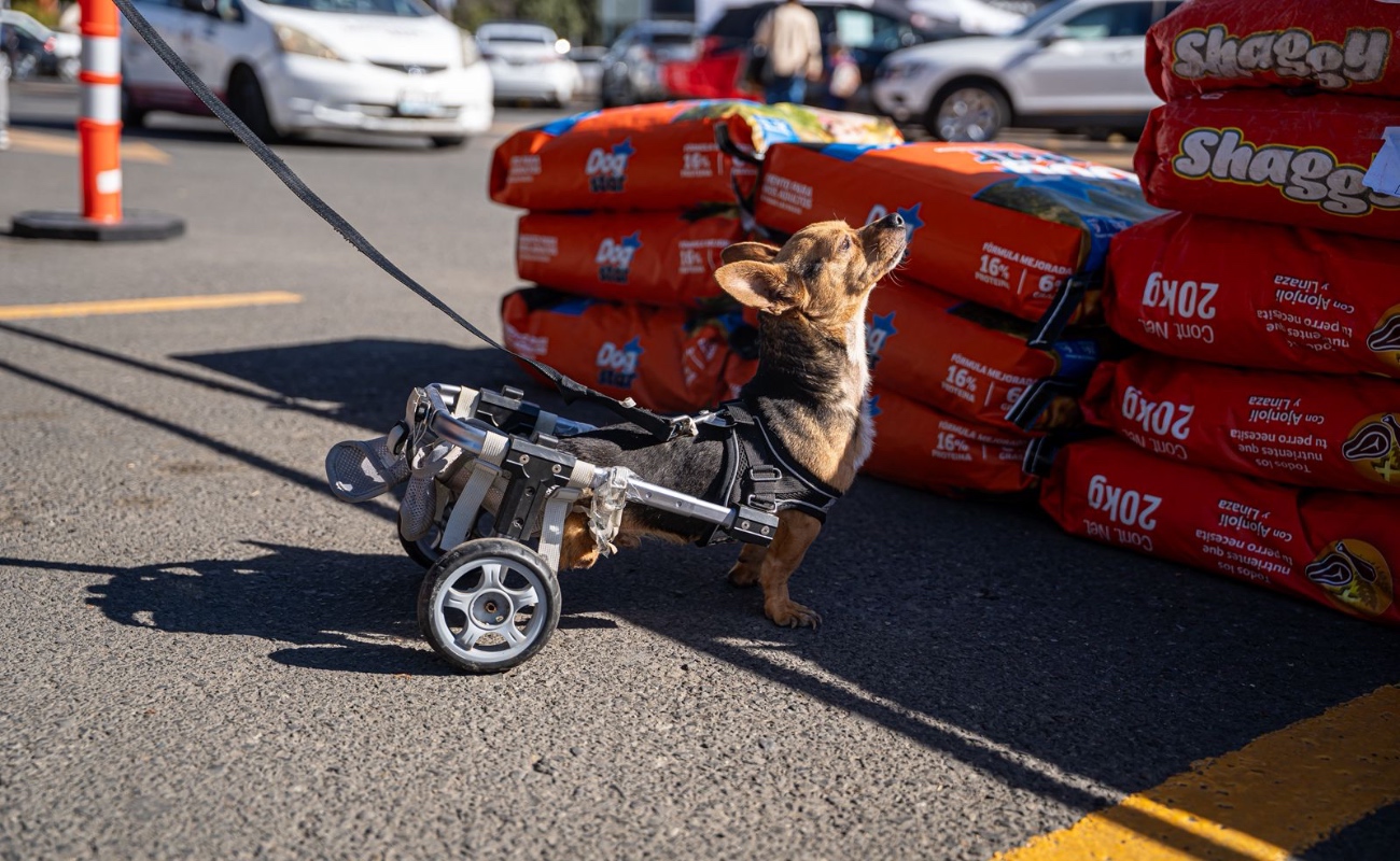 Desarrollan con éxito Croquetón 2025 en Tijuana