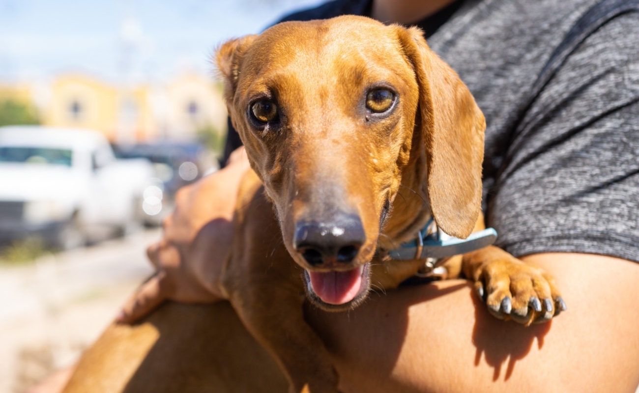 Se recomienda aplicarla de manera anual a perros y gatos a partir del mes y medio de edad.