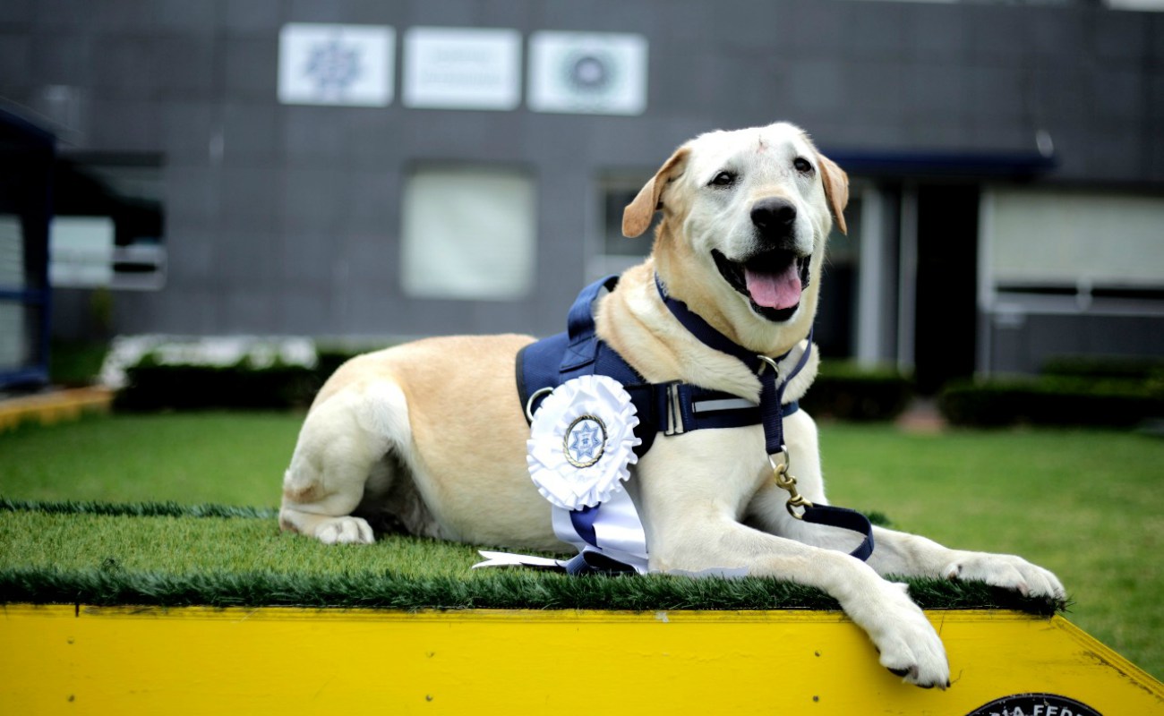 Rinden homenaje a “René”, oficial canino de la PF