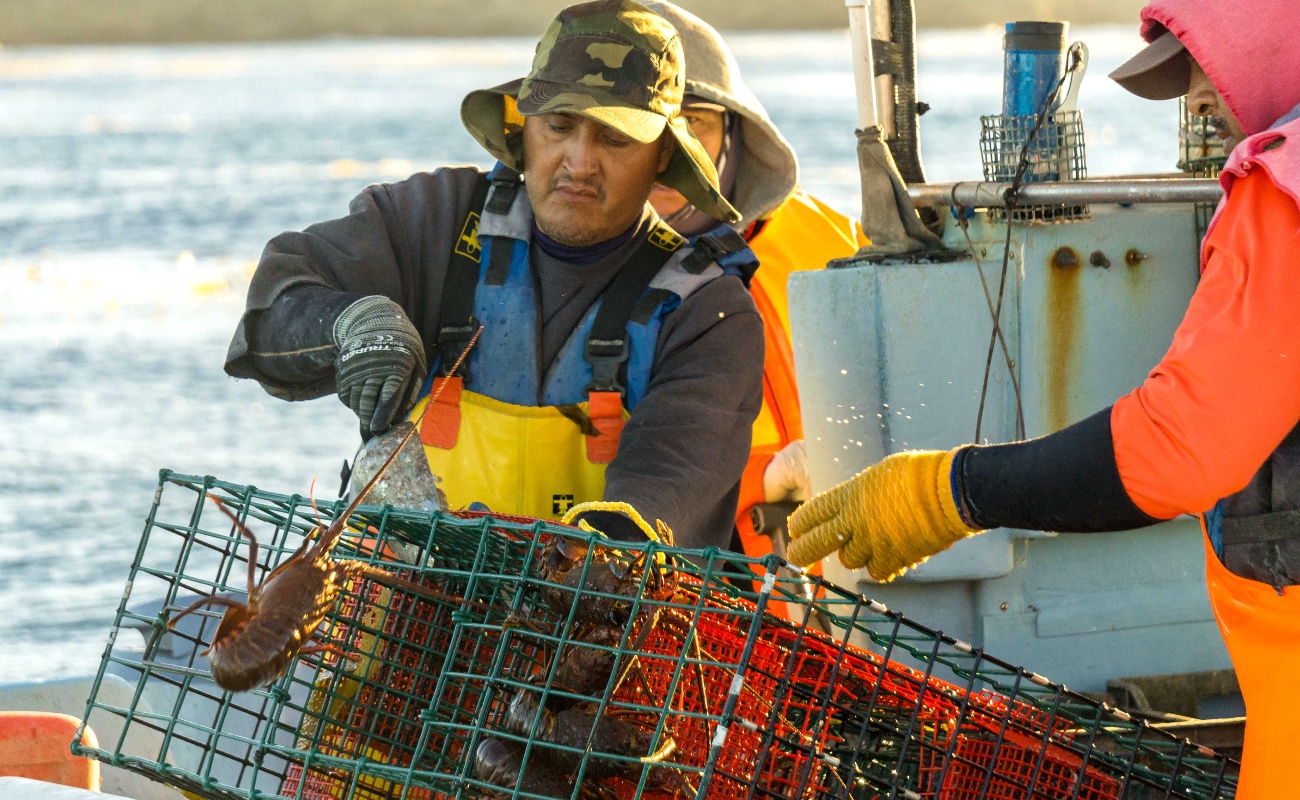 Para recibir denuncias sobre pesca ilegal o malas prácticas, la Conapesca pone a disposición el teléfono 669 915 6913.