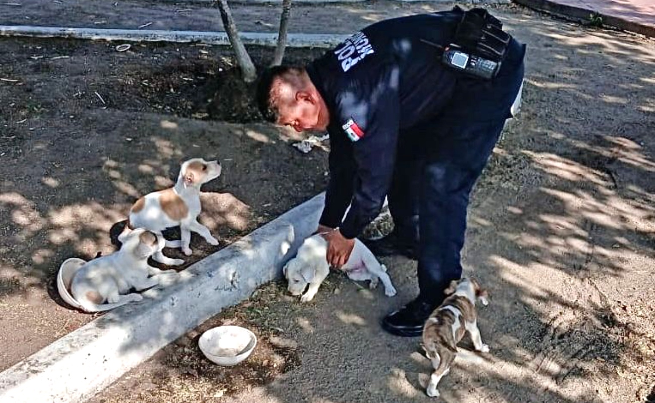 Rescatan a cuatro cachorros abandonados en parque de la colonia Valle Verde
