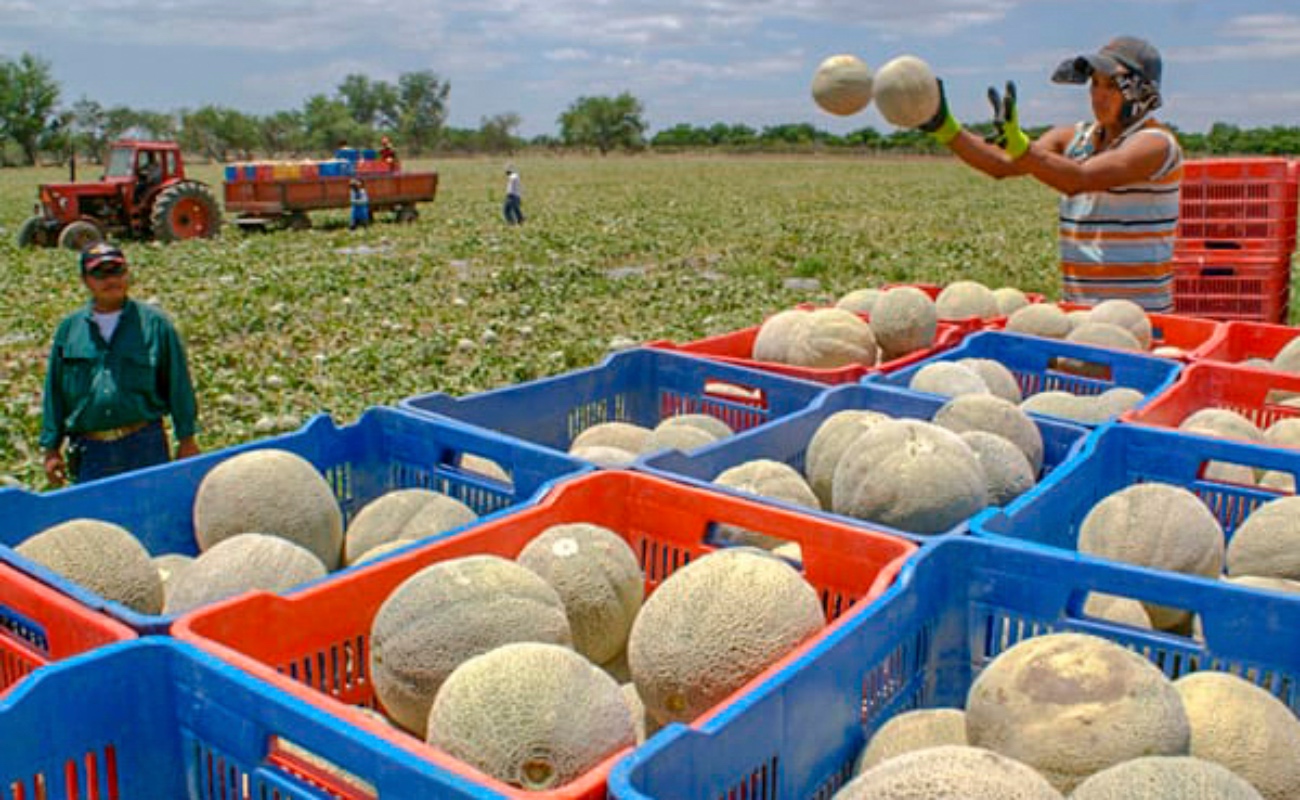 Crece más de 10% anual comercio agrícola entre México y Chequia
