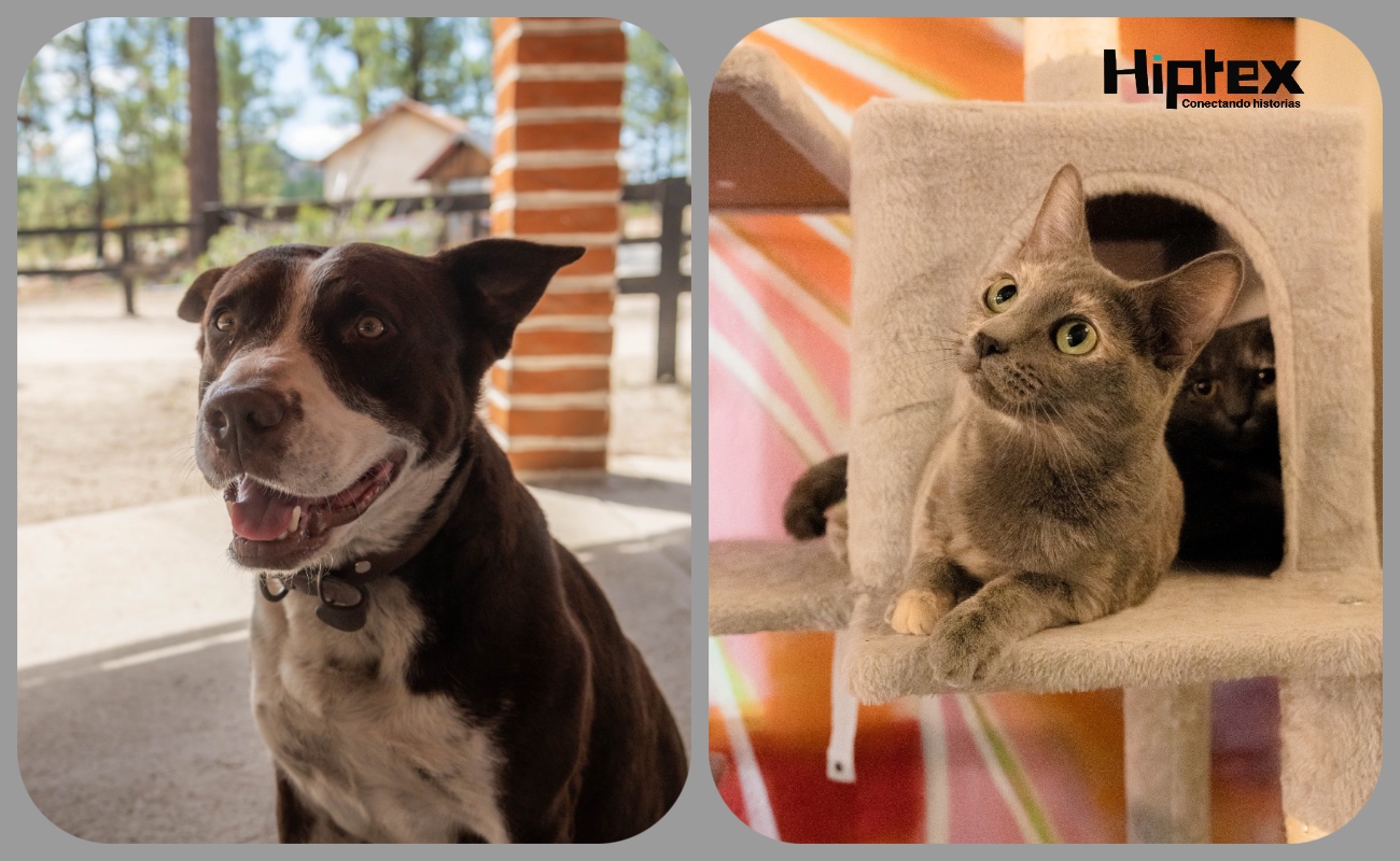 Gobierno de Tecate invita a campaña de vacunación y desparasitación para mascotas