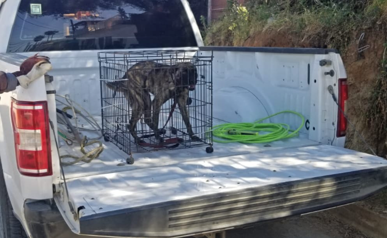 Por maltrato animal, Fiscalía BC rescata a perro en Ensenada