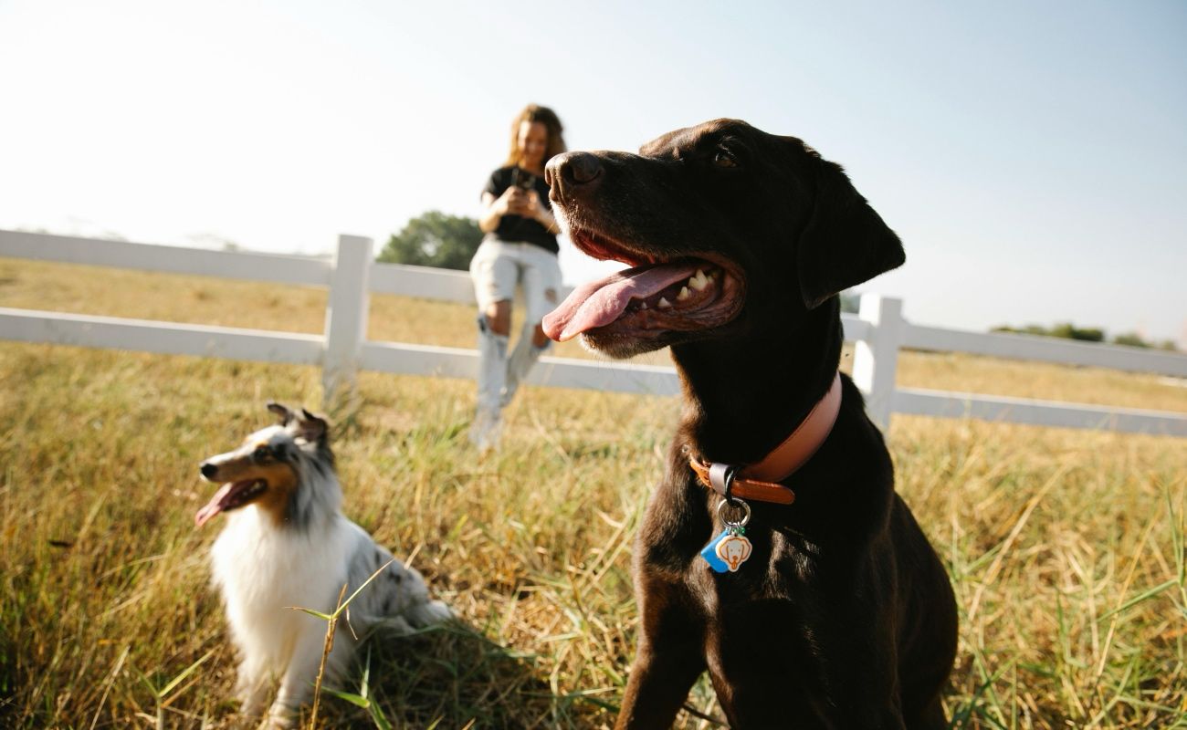 En México, el vínculo entre las personas y sus mascotas ha evolucionado significativamente en los últimos años.