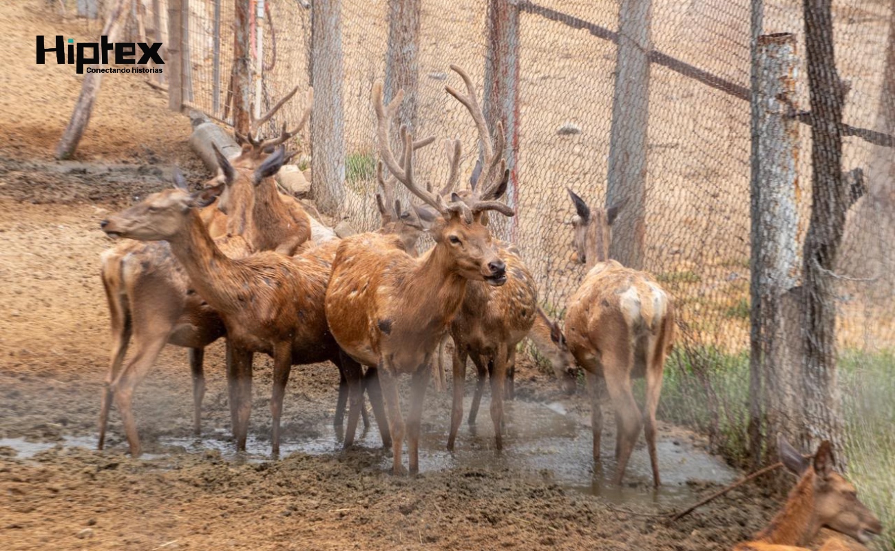 Busca Ayuntamiento de Tijuana, la protección de los animales del Parque Morelos que deben ser reubicados