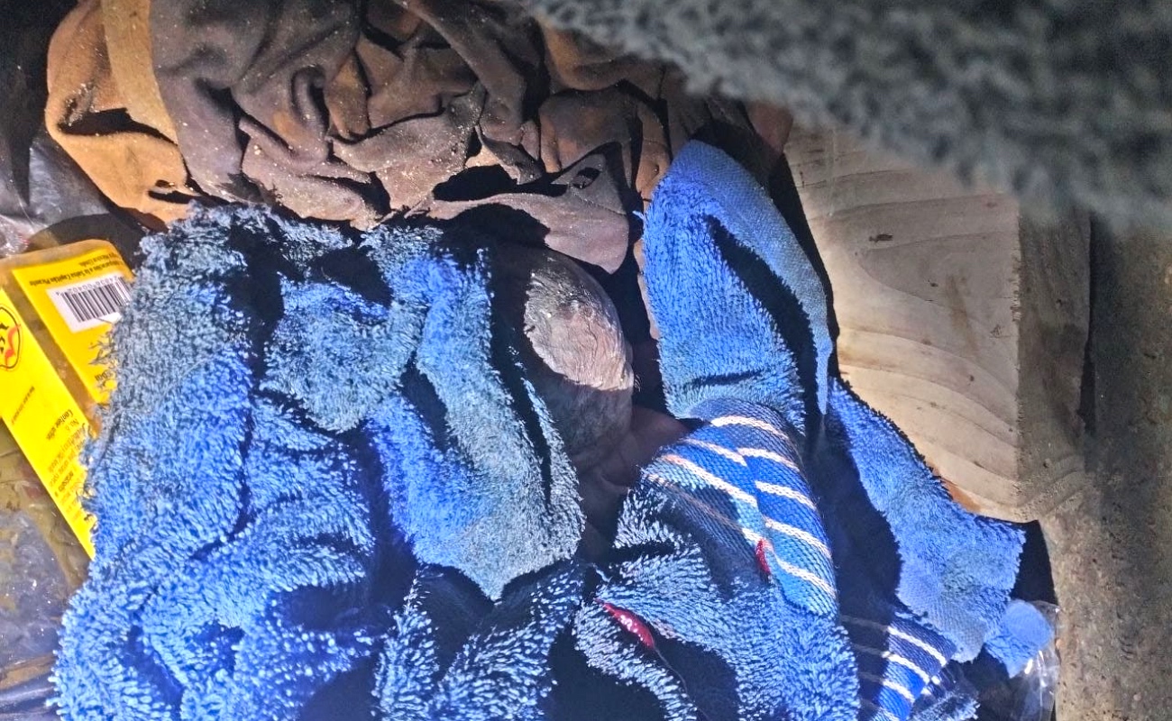 Está muy grave bebita de 29 semanas abandonada en bote de basura