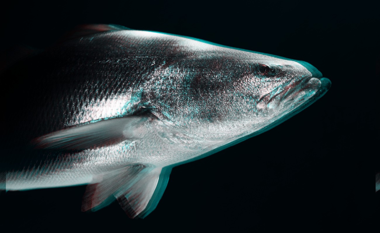 Atrapan a cuatro hombres con 10 "buches" de totoaba