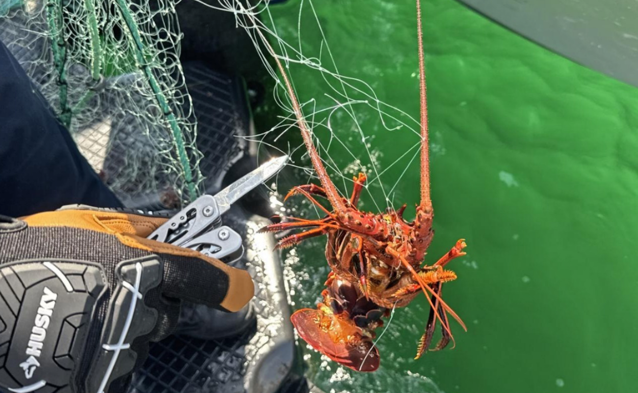 Liberan 50 langostas enmalladas en la Bahía de Ensenada