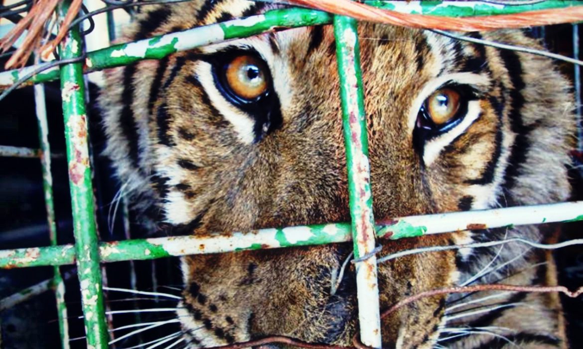 Rescatan a Tigre de Bengala que tenían en el techo de una vivienda