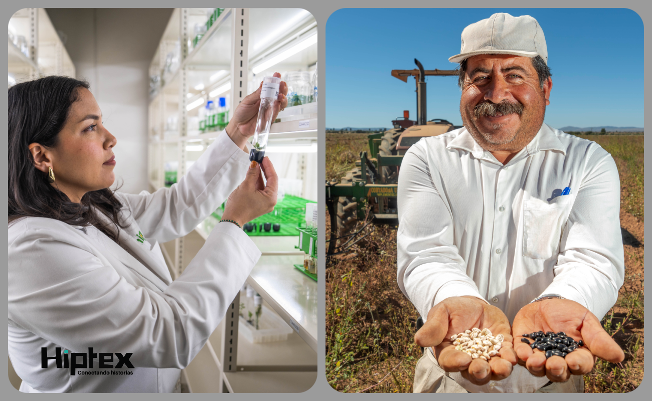 Los frijoles Negro y Pinto representan más del 50% de la superficie sembrada de este cultivo, equivalente a aproximadamente 900 mil hectáreas