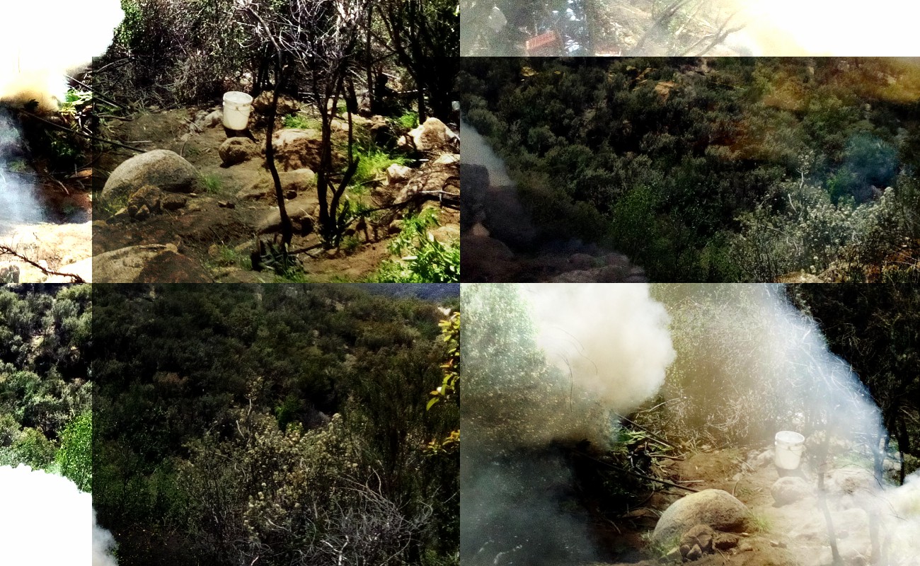 Los plantíos fueron ubicados en reconocimientos terrestres el pasado 27 de marzo. Las plantas fueron arrancadas e incineradas este 28 de marzo.