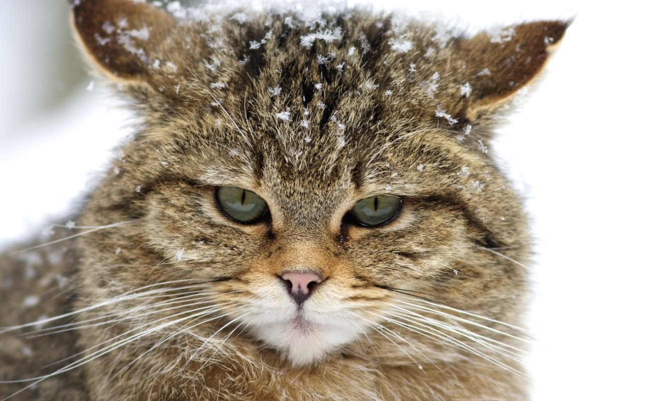 Los ataques de gatos monteses suelen estar relacionados a ejemplares con rabia.