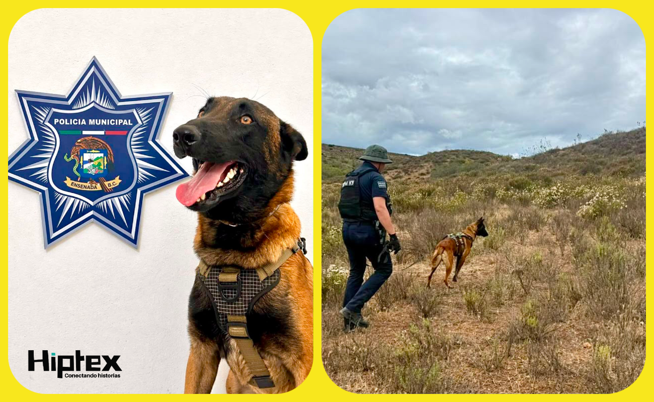 Destaca binomio canino Gaythor con 20 hallazgos durante labores de búsqueda: DSPM