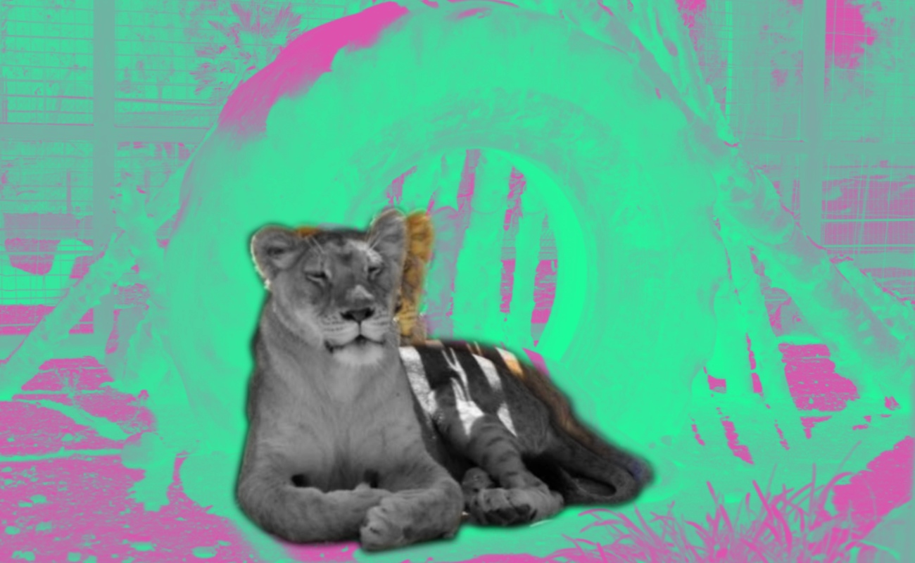 Nala es el nombre de la leona que reside en el zoológico del Parque Morelos.