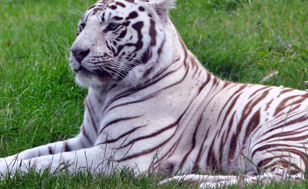 Un tigre blanco nacido en cautiverio mató a su cuidadora en un zoológico de Japón.