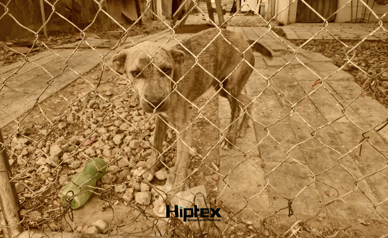 Aprueban reforma para tipificar la crueldad y maltrato animal impulsada por gobernadora de BC