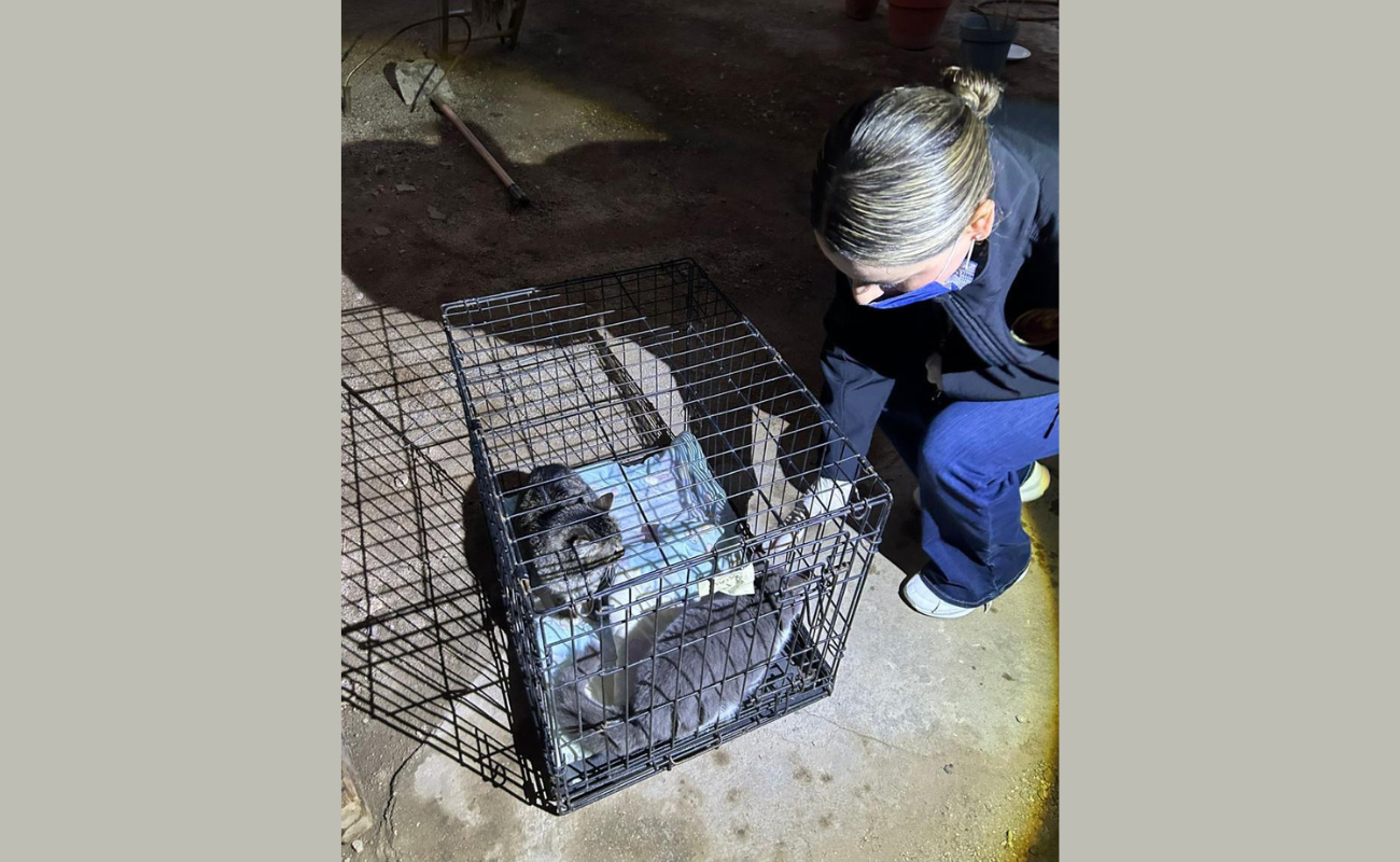 FGE rescata a dos felinos víctimas de maltrato animal