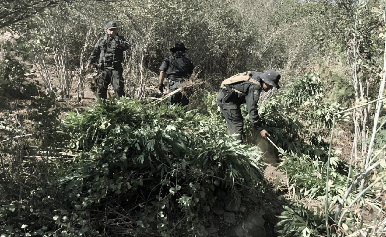 Maneadero, Santo Tomás, Ojos Negros y San Antonio Necua, los lugares donde se han detectado sembradíos.