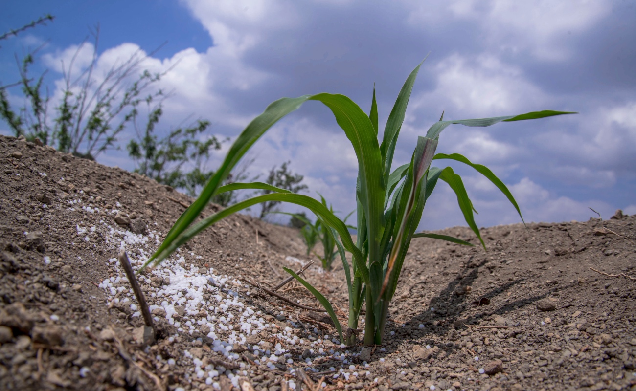 Fertilizantes para el Bienestar apoya a 1.9 millones de productoras y productores en el primer semestre
