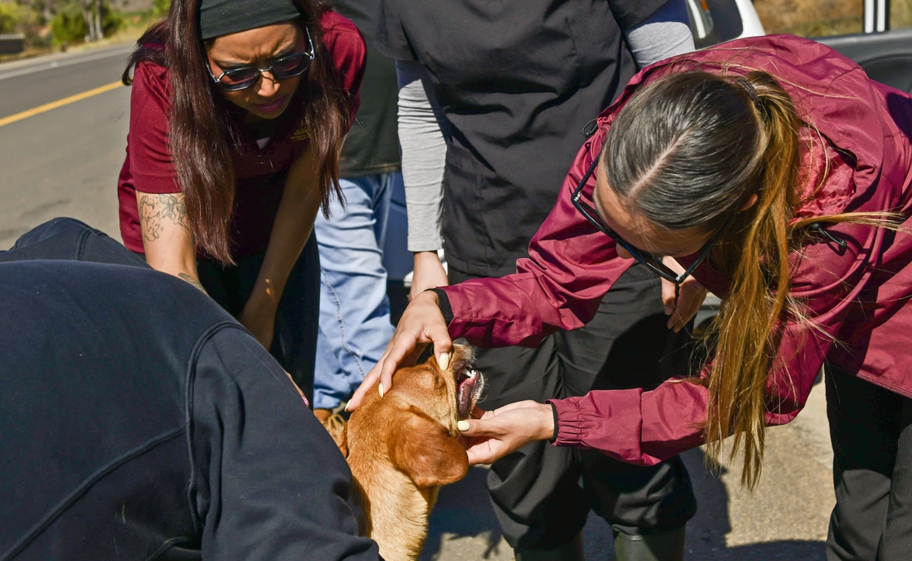 Despliega Secretaría de Medio Ambiente brigadas de bienestar animal tras el paso de la tormenta Rachel