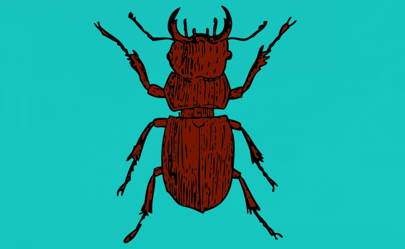 La Diploptera punctate, que es la única cucaracha conocida que da a luz a crías vivas, bombea un tipo de 'leche' que contiene cristales de proteínas para alimentar a sus crías.