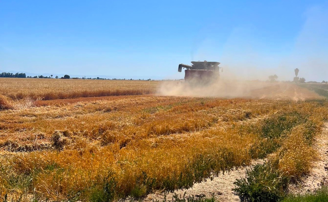 Exhorta a SADER y FOGABAC a implementar programa de recuperación y condonación justa de cartera vencida y se reactive crédito agrícola.