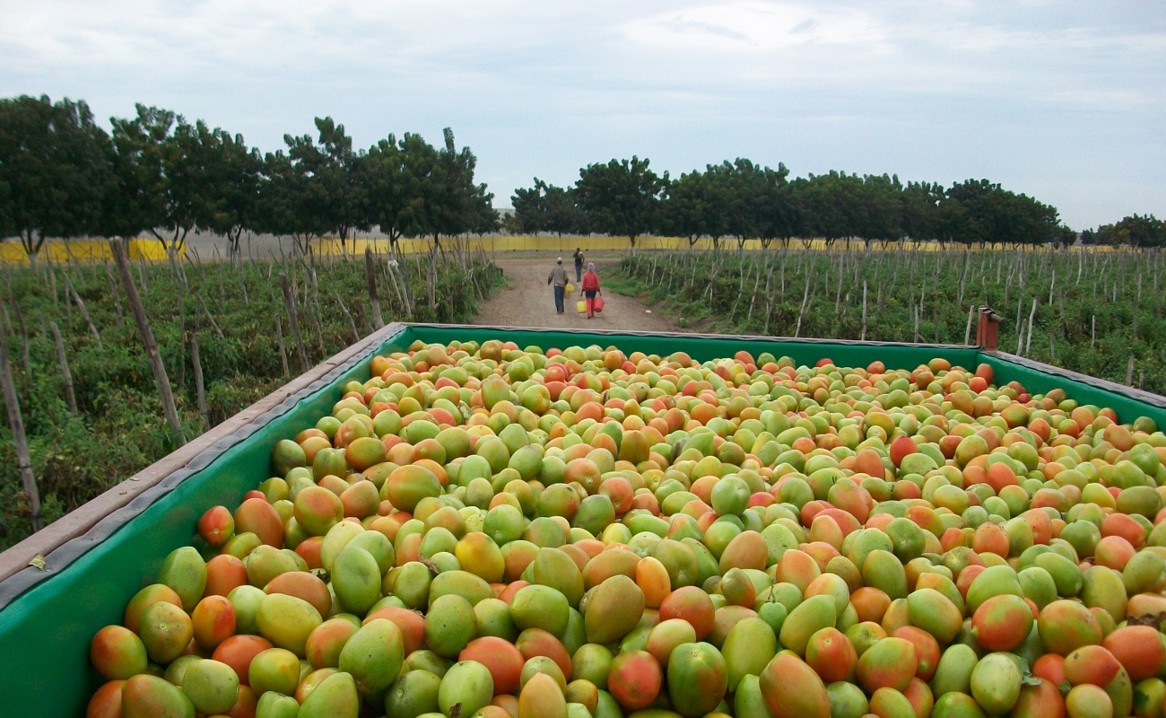 Productores de 18 estados participan en la estrategia para ordenar la cadena de producción y comercialización.