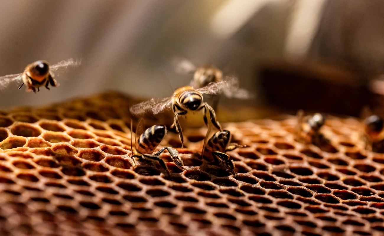 Las abejas, junto con las mariposas, pájaros, polillas, escarabajos y murciélagos, polinizan de la gran mayoría de cultivos agrícolas en el país.