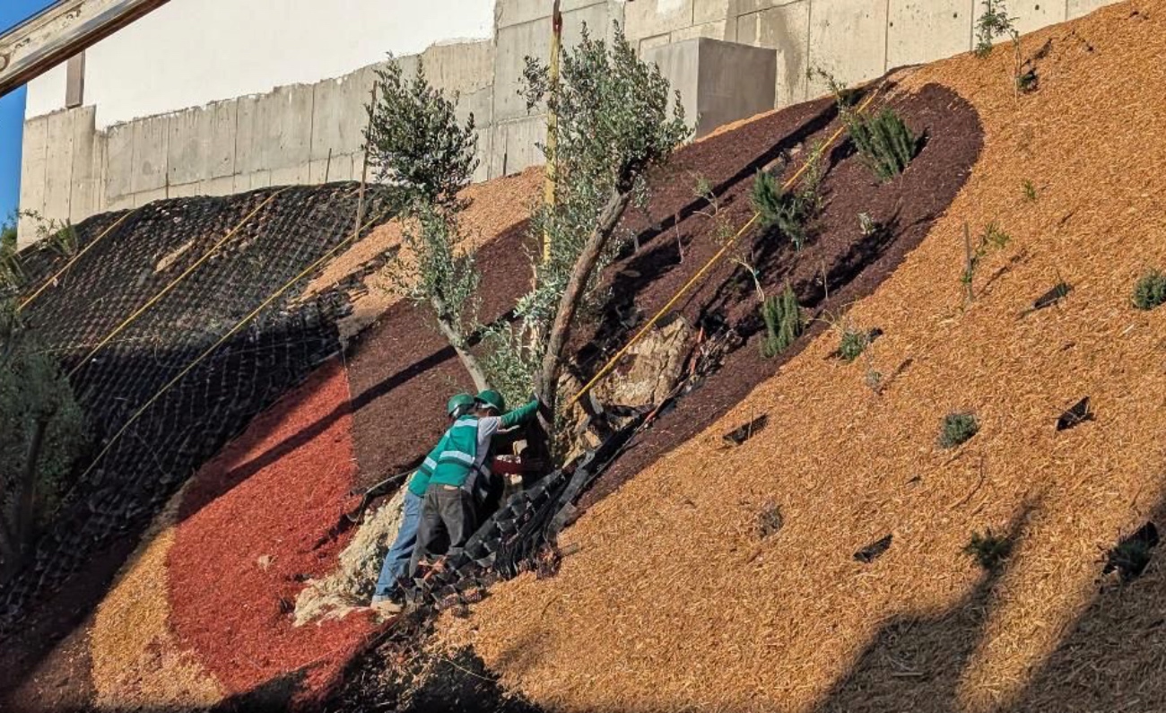 Especialistas proponen soluciones con vegetación nativa para prevenir deslaves en Tijuana, enfatizando la importancia de considerar factores como drenaje y pendiente.