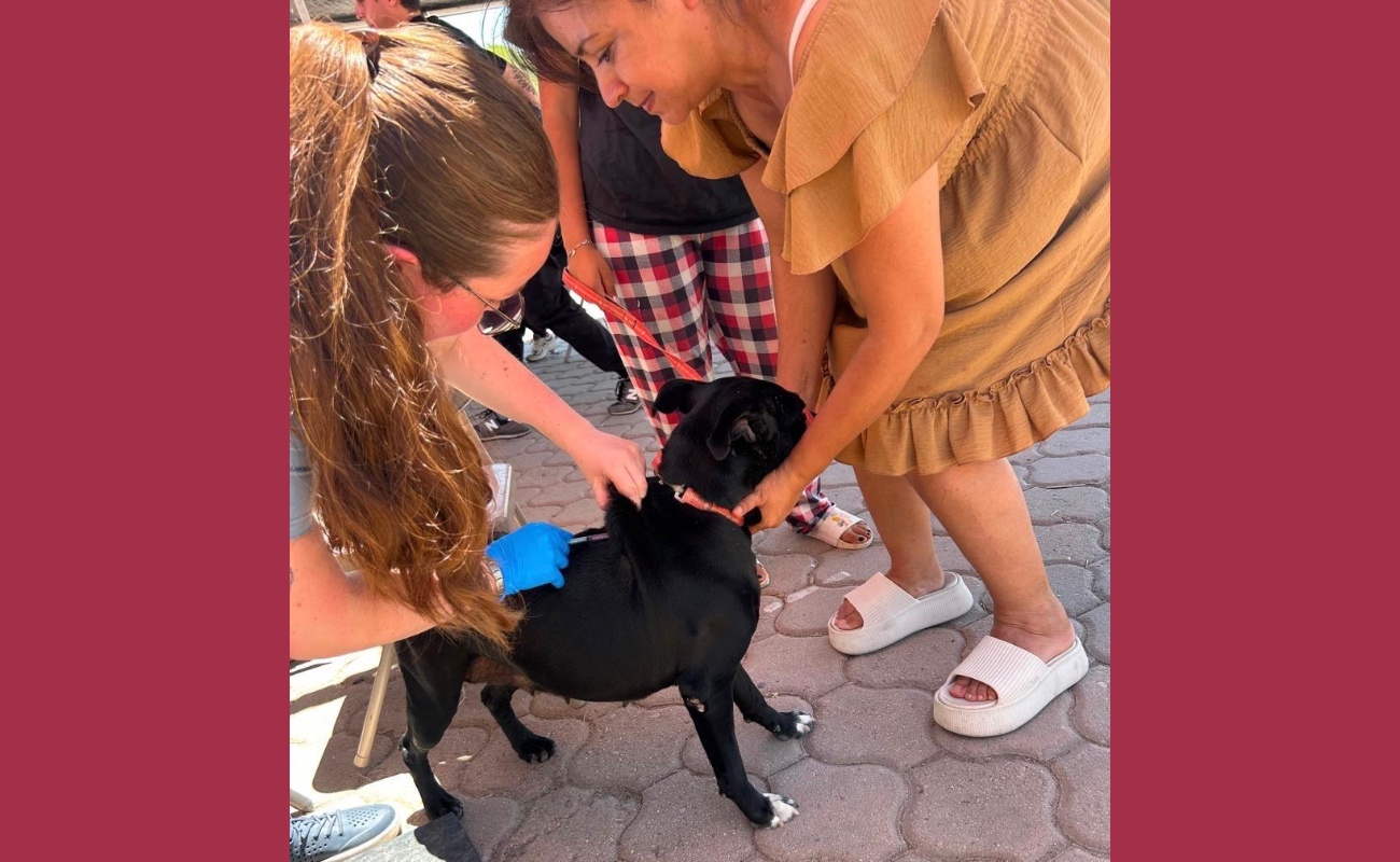 Invitan a vacunar gratuitamente a perros y gatos contra la rabia