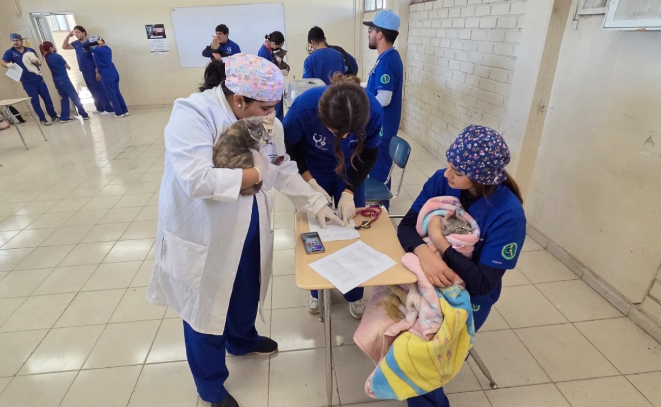 La comunidad del Ejido Puebla, en Mexicali, fue la beneficiada con la esterilización de 250 perros y gatos.