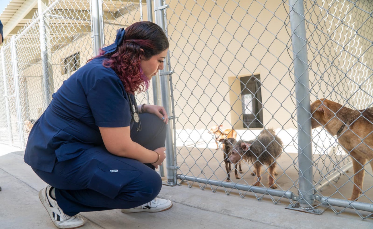 Veterinaria se contagia de rickettsia en Santuario Animal Mily en Mexicali