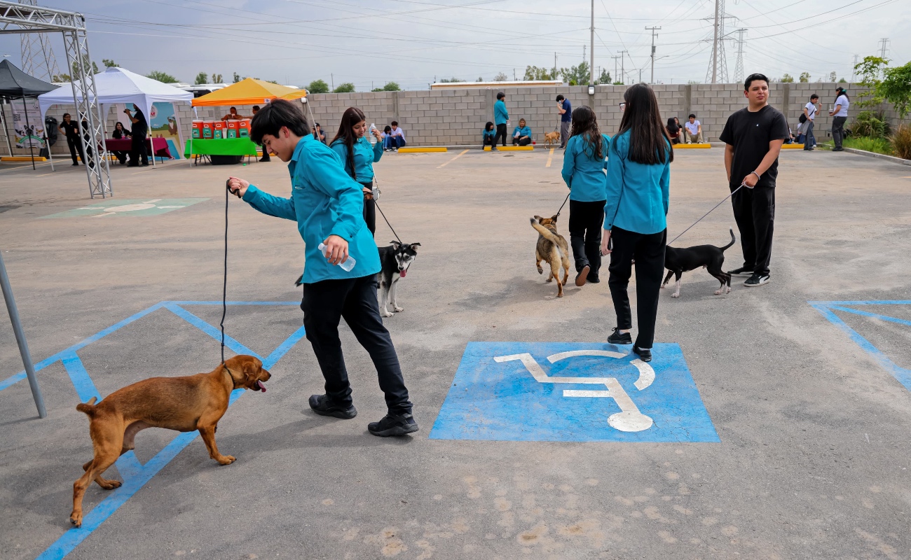 Promueva gobierno de Baja California adopción responsable para dar hogar a animales rescatados