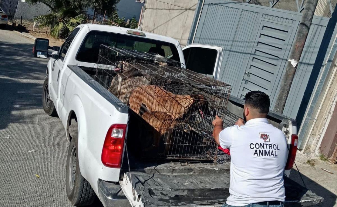 Los perros rescatado fueron llevados al Centro de Control Animal.