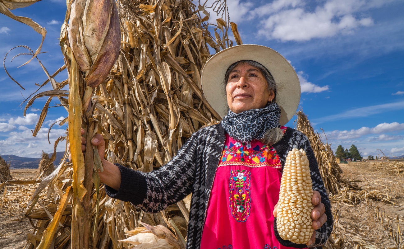 Atiende AGRICULTURA 3 mil 514 solicitudes de productores de maíz blanco para pago de incentivos