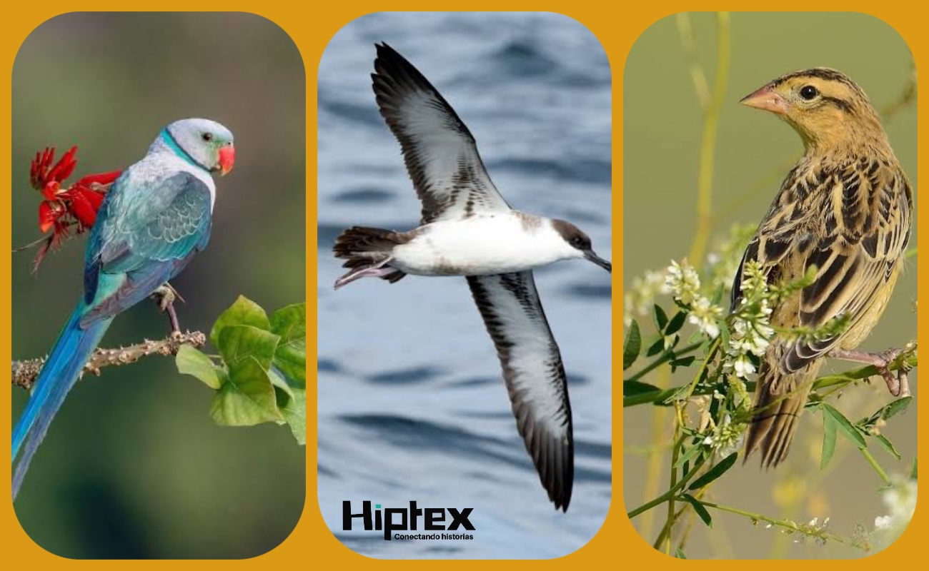 Estas tres especies, junto con muchas otras, se encuentran en peligro.