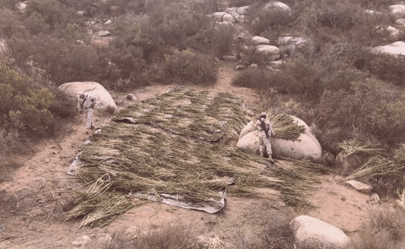 Igualmente fuerzas militares han detectado y destruido plantíos de marihuana.