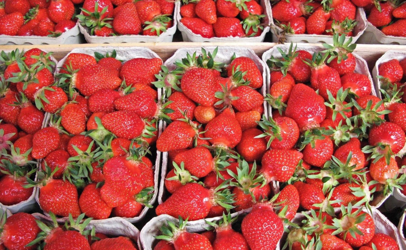 Baja California destaca por valor de producción de fresa, cebolla y frambuesa