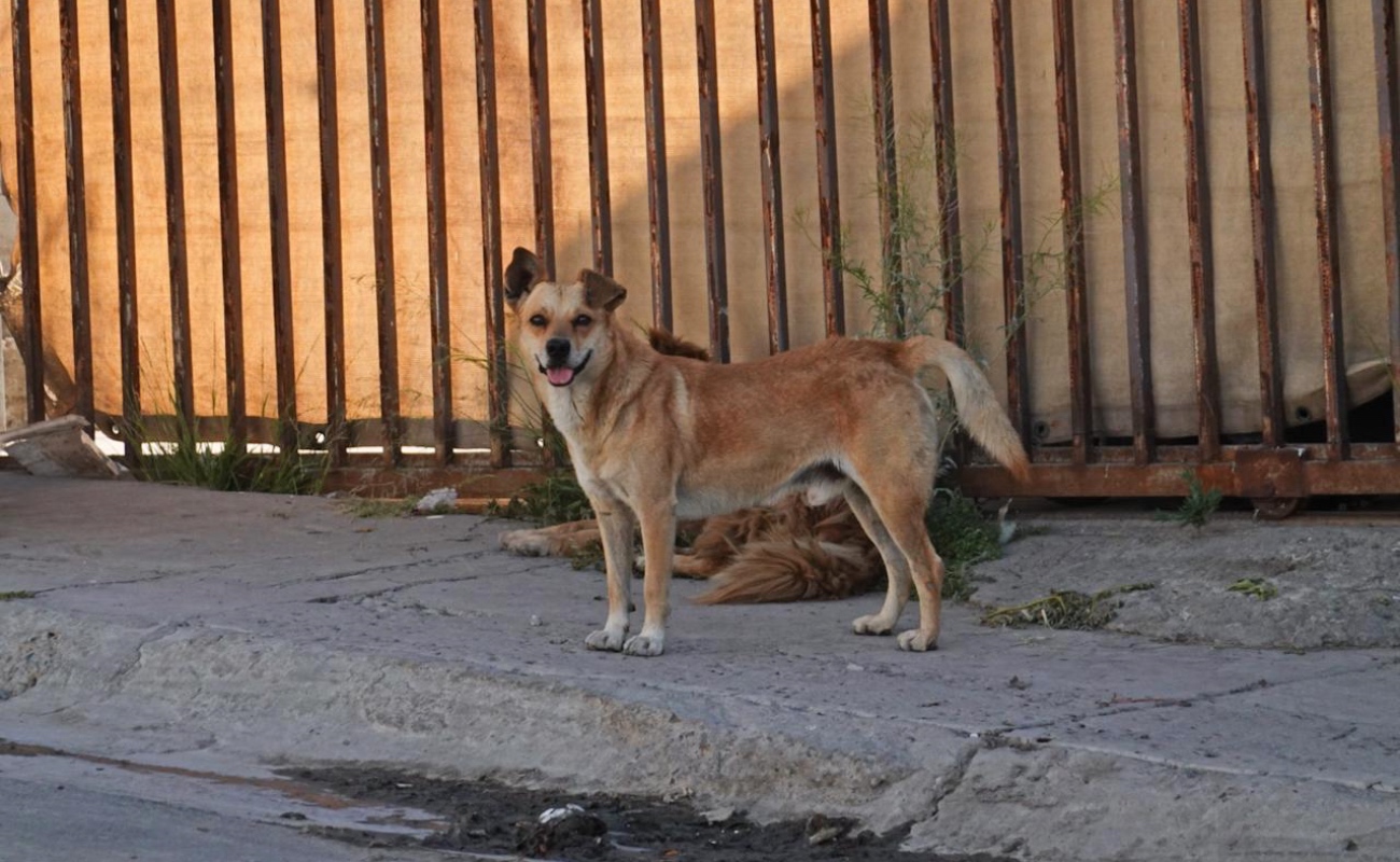 Confirman 24 casos y 12 defunciones por rickettsiosis en Tijuana y Tecate durante 2026